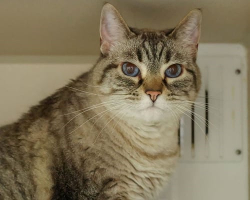 MIMI - Domestic Short Hair / Siamese for adoption in Fort Collins