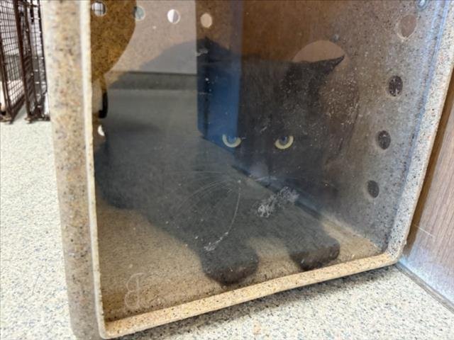 DAKOTA - Domestic Short Hair available for adoption