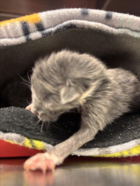 BUDDY - Domestic Short Hair available for adoption