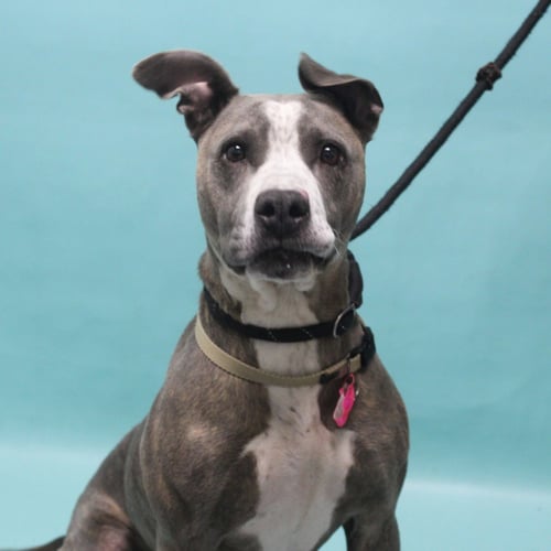AGNES - Pit Bull Terrier available for adoption