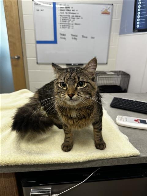 BINX - Domestic Long Hair available for adoption