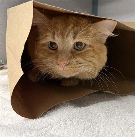 ASLAN - Domestic Short Hair available for adoption