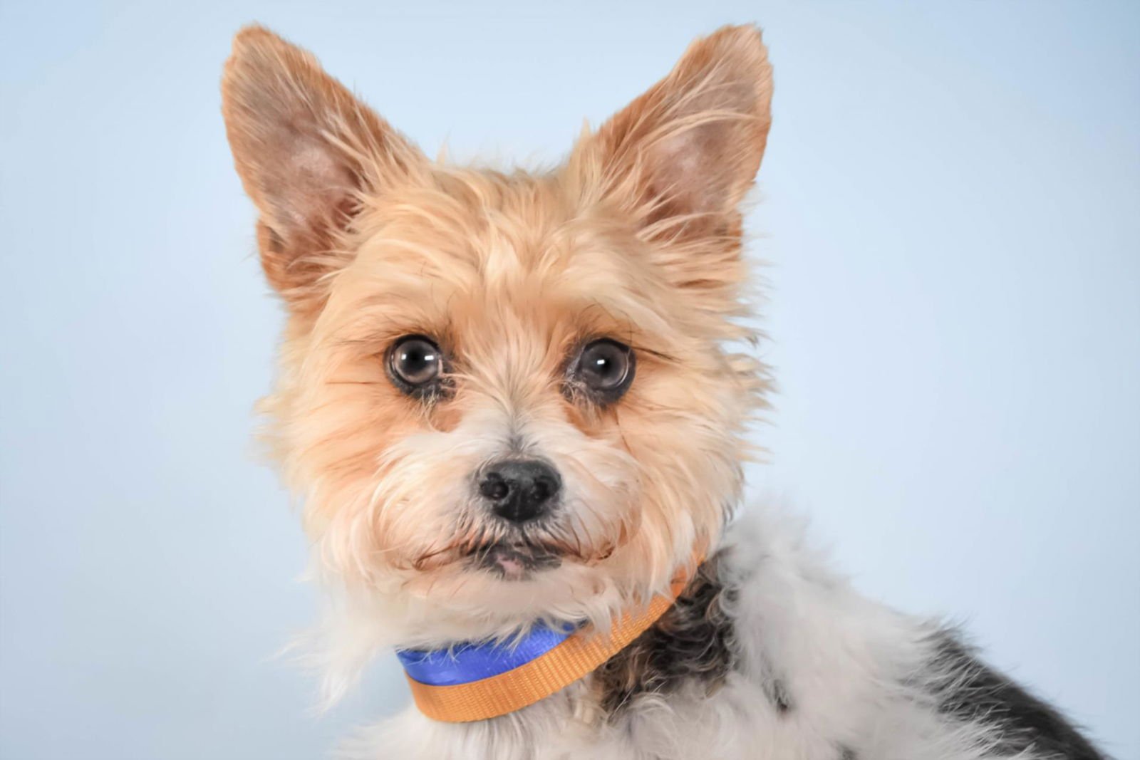 BUDDER - Yorkshire Terrier Yorkie available for adoption