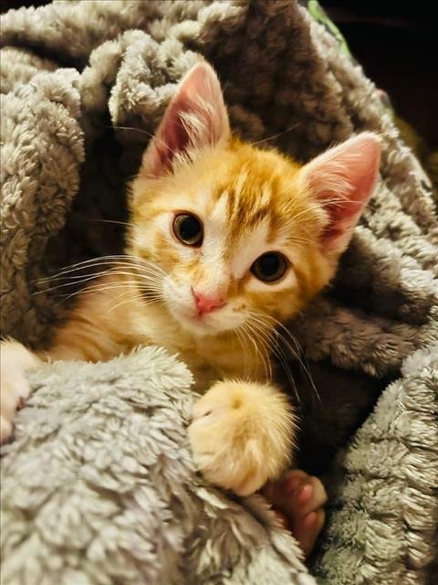 BISCUIT - Domestic Short Hair available for adoption