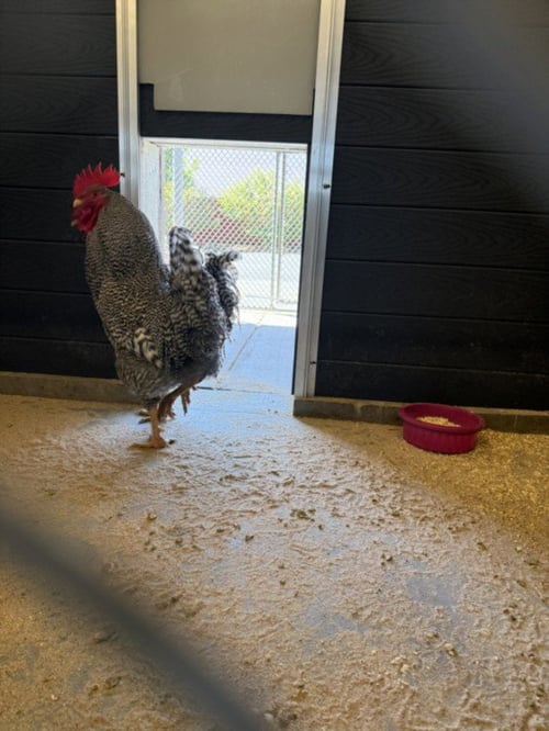 DUKE - Chicken available for adoption