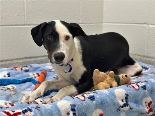 SHILOH - Border Collie for adoption in Fort Collins