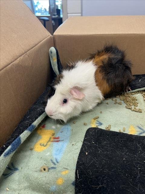 ELVIS - Guinea Pig available for adoption