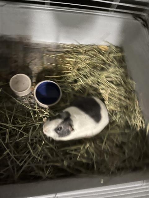 SHIMMER - Guinea Pig available for adoption