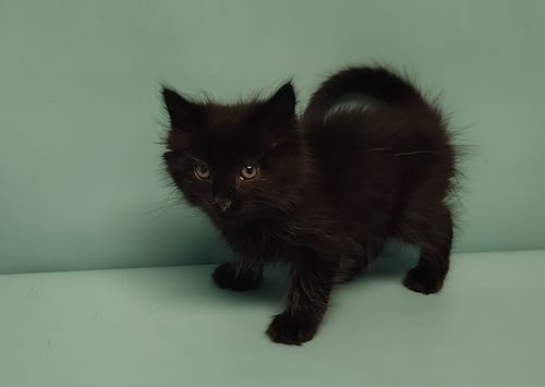 CLAUDINA - Domestic Long Hair available for adoption