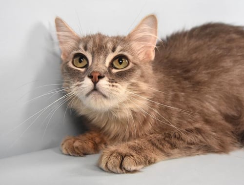 ACAI - Domestic Long Hair available for adoption