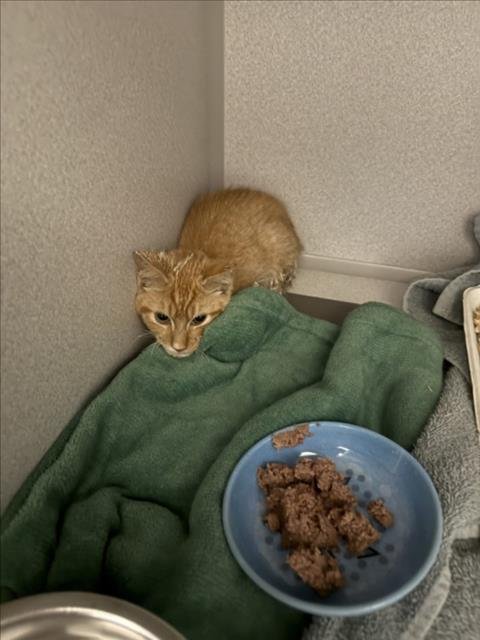 DRACO - Domestic Short Hair available for adoption