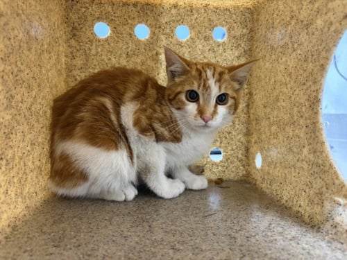 FRENCH FRY - Domestic Short Hair available for adoption