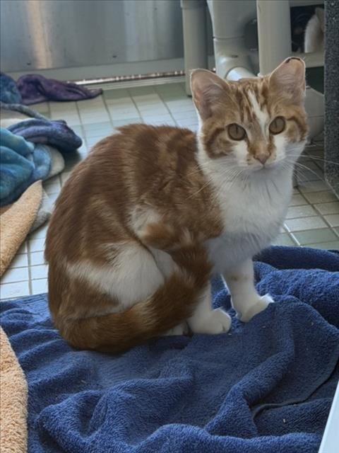 FRENCH FRY - Domestic Short Hair available for adoption