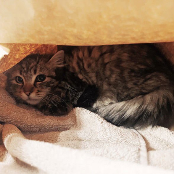 WIND - Domestic Long Hair available for adoption