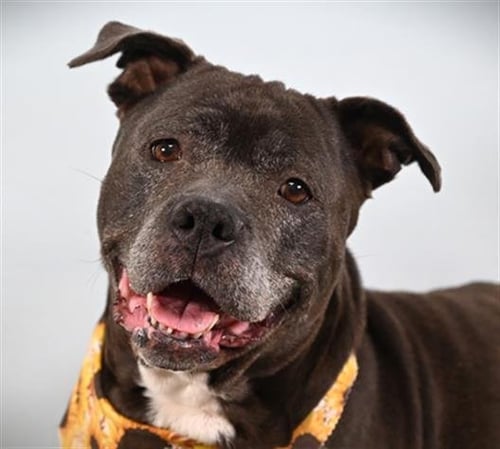 FLOWER - Pit Bull Terrier available for adoption