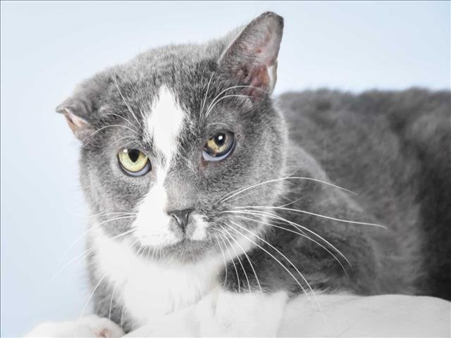 DELILAH Image