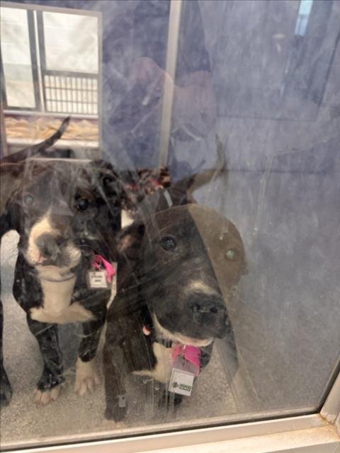 CORDELIA - Pit Bull Terrier available for adoption