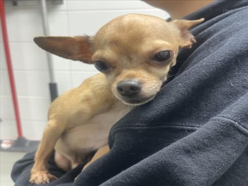 MAX - Chihuahua available for adoption