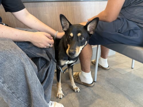 BABY - German Shepherd Dog available for adoption