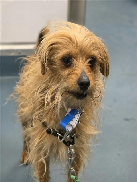 WOOKIE - Yorkshire Terrier Yorkie available for adoption