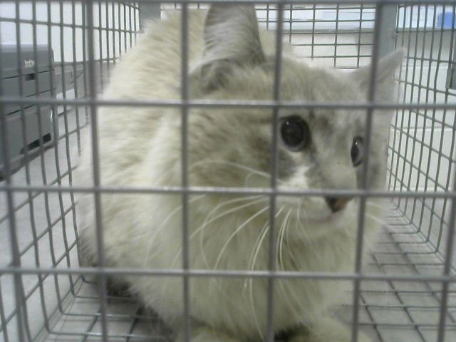 SKY - Domestic Long Hair available for adoption