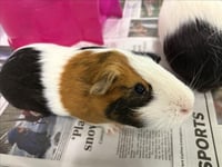 BANDIT - Photo 1