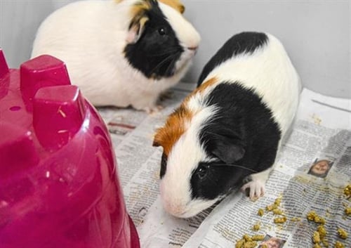 BANDIT - Guinea Pig available for adoption