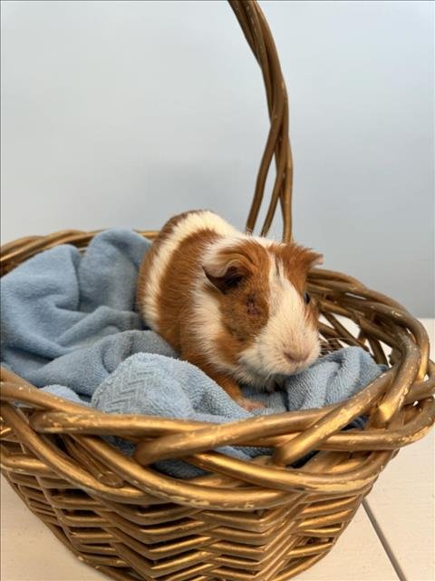 CALI - Guinea Pig available for adoption