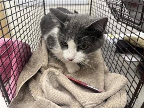BELLA - Domestic Short Hair available for adoption