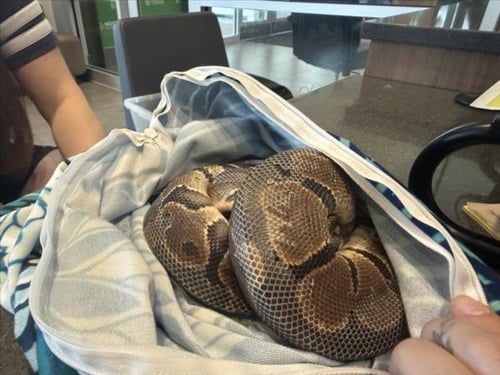 DUDE - Snake available for adoption