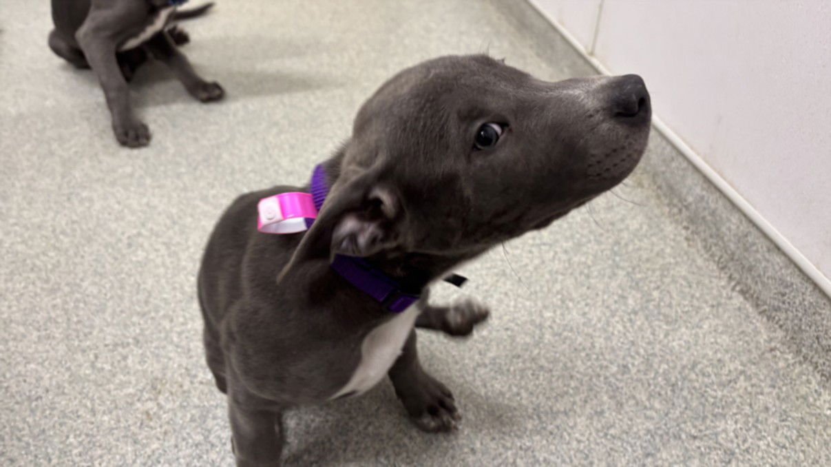 SILVER - Pit Bull Terrier / Labrador Retriever available for adoption