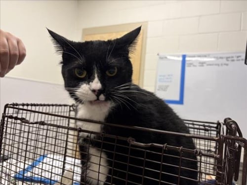 OBI - Domestic Short Hair available for adoption