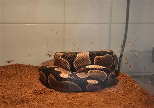 DUDE - Snake available for adoption