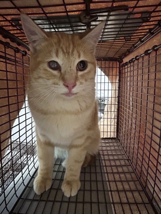 CHANDLER - Domestic Short Hair available for adoption