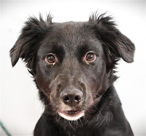 FLASH GORDON - Australian Shepherd available for adoption