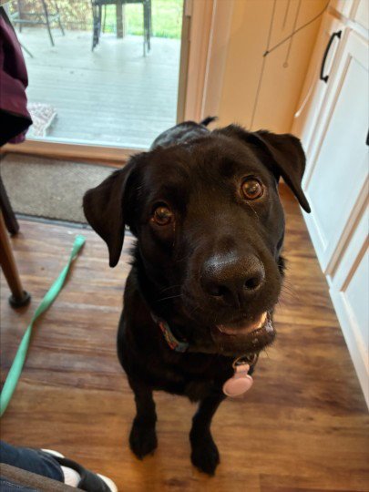 MAVIS - Labrador Retriever available for adoption