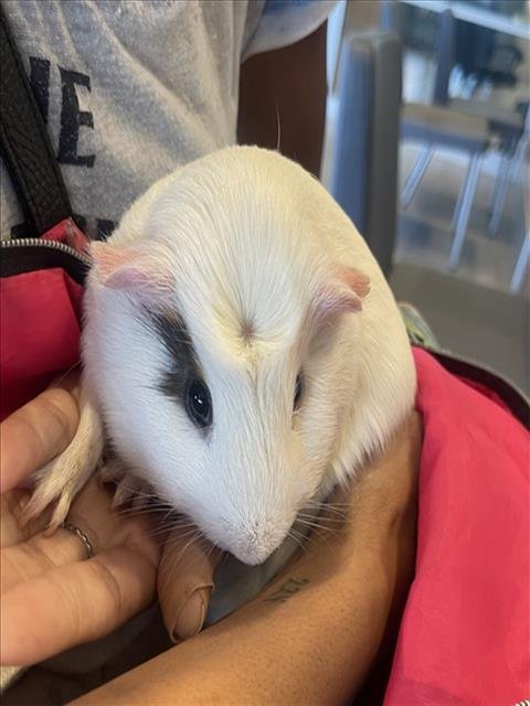 SAM - Guinea Pig available for adoption