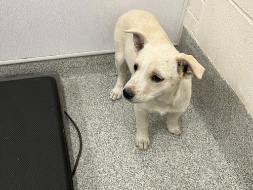 SOUP - Labrador Retriever / Carolina Dog available for adoption
