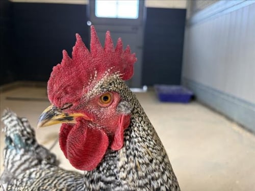 LANA DEL REY - Chicken available for adoption