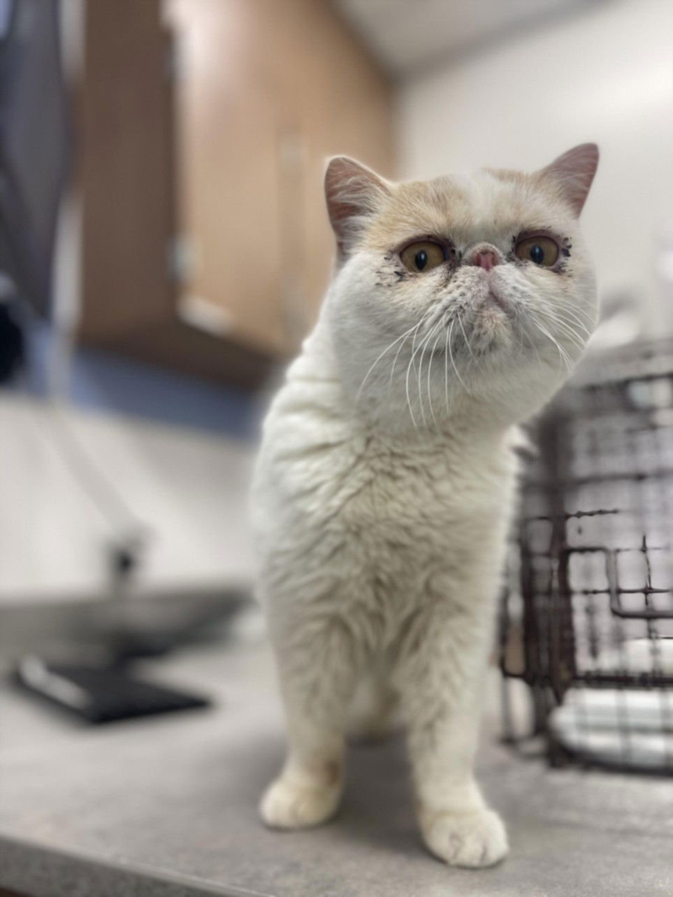 BUTTERCUP - Persian available for adoption