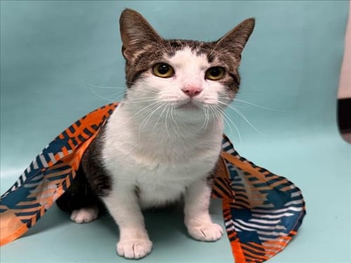JULI - Domestic Short Hair available for adoption