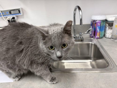 SHADOW - Domestic Medium Hair available for adoption