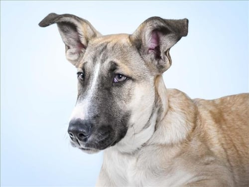 AUSTRALIA - Anatolian Shepherd available for adoption