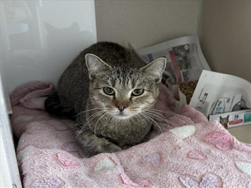 A&W - Domestic Short Hair available for adoption