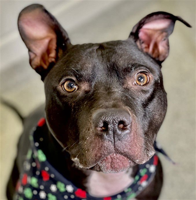 DEX - American Pit Bull Terrier available for adoption