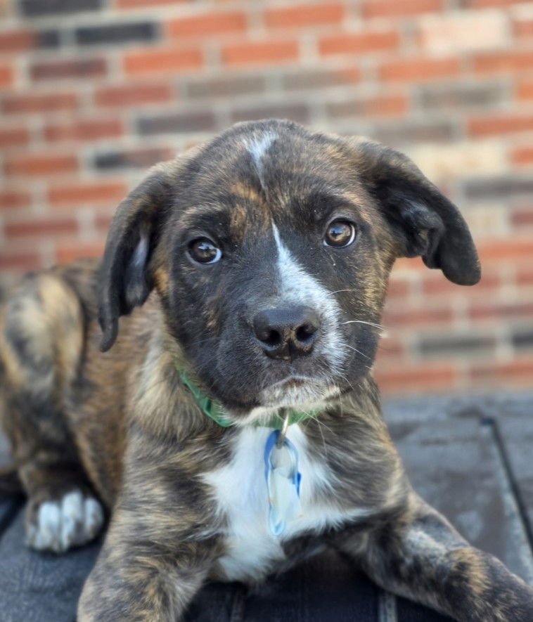 TIMON - Cane Corso Mastiff / Australian Cattle Dog/Blue Heeler available for adoption