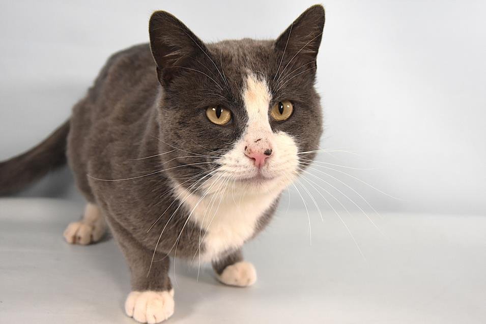 JAMESON - Domestic Short Hair available for adoption