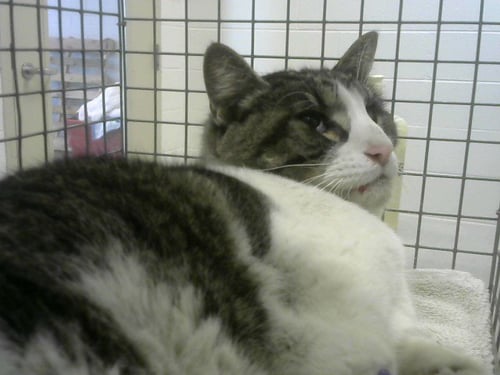 FELIX - Domestic Short Hair available for adoption