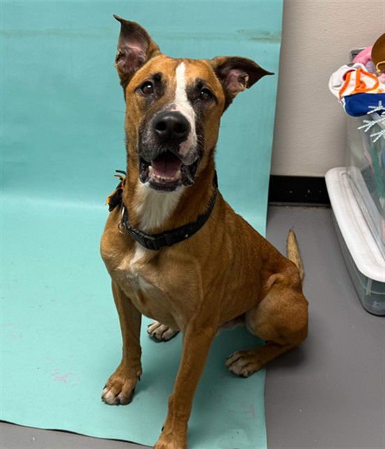 GASTON - Labrador Retriever / Boxer available for adoption