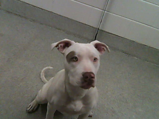 APPLE TURNOVER - Pit Bull Terrier available for adoption